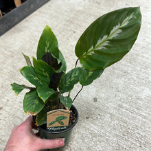 Load image into Gallery viewer, Calathea misto 4&quot;