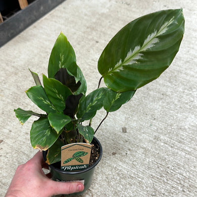 Calathea misto 4