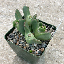 Load image into Gallery viewer, Conophytum biobum 4&quot; - Living Pebble