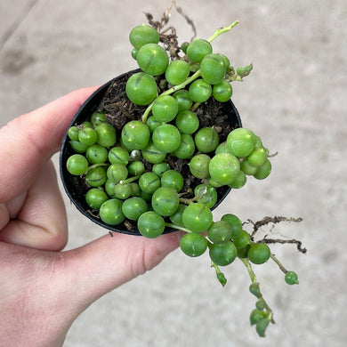 Senecio 'rowleyanus' 2