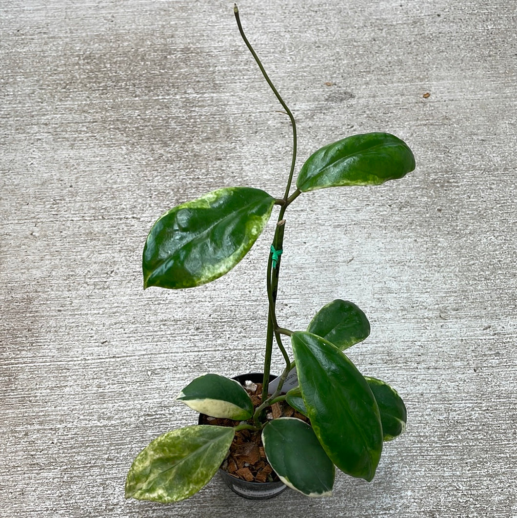 Hoya incrassata eclipse