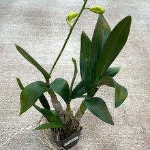 Load image into Gallery viewer, Dendrobium &#39;Waianae Valley x Kurashige&#39;
