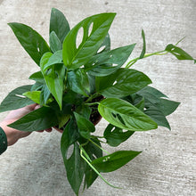 Load image into Gallery viewer, Monstera Adansonii Narrow 6&quot;