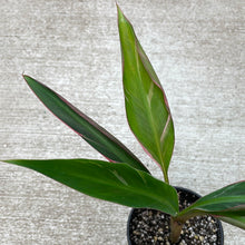 Load image into Gallery viewer, Musa aeae 4&quot; - Variegated Banana Plant