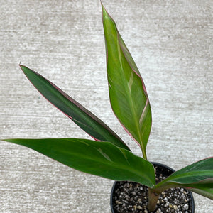 Musa aeae 4" - Variegated Banana Plant