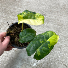 Load image into Gallery viewer, Philodendron Burle Marx Variegata 4&quot;