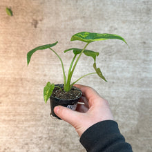 Load image into Gallery viewer, Alocasia gageana aurea 2&quot;