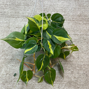 Philodendron brasil 6" HB