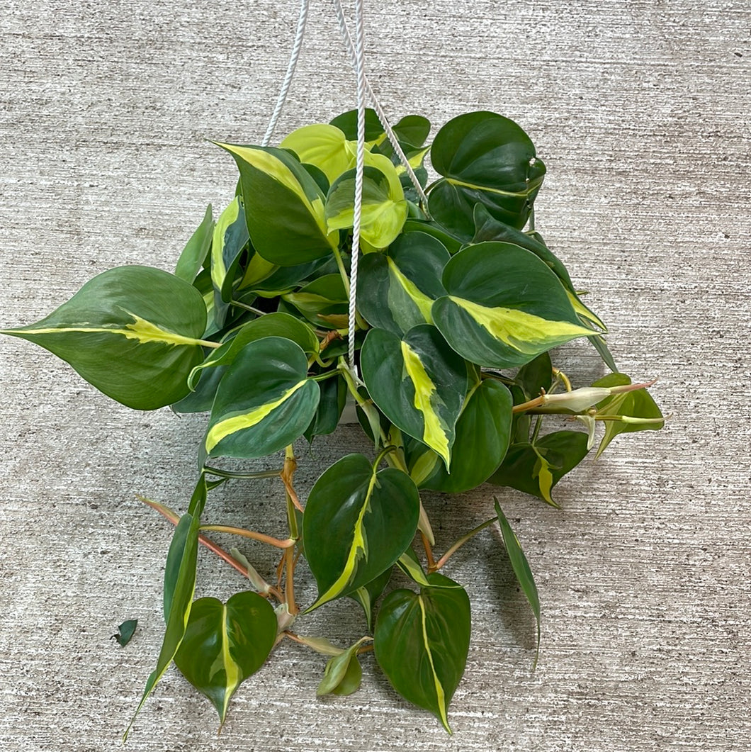 Philodendron brasil 6