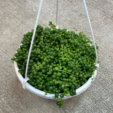 Senecio rowleyanus 7.5