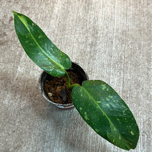 Load image into Gallery viewer, Philodendron Jose Buono 4&quot; Plant &#39;A&#39;