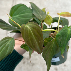Philodendron Micans 4"
