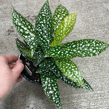 Load image into Gallery viewer, Begonia maculata &#39;Silver Spot&#39; 4&quot;