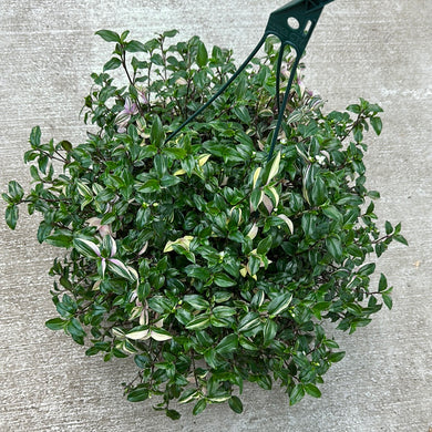 Tradescantia sp. 10