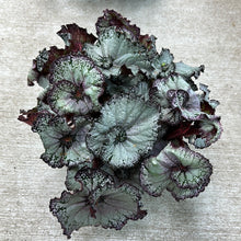 Load image into Gallery viewer, Begonia sp. 6&quot; - Rex Begonia Assorted