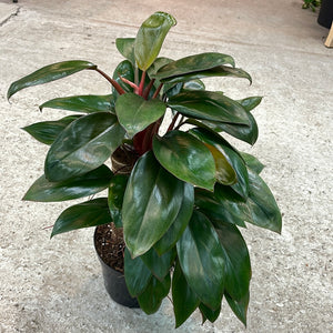Philodendron 'Red Congo' Dwarf 6"