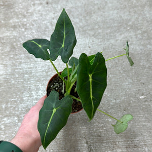 Alocasia Velvet Elvis 4"