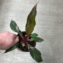 Load image into Gallery viewer, Philodendron &#39;Pink Princess&#39; 4&quot;