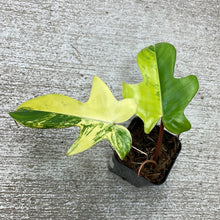 Load image into Gallery viewer, Philodendron Florida Beauty 2&quot;