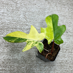 Philodendron Florida Beauty 2"