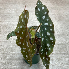 Load image into Gallery viewer, Begonia maculata 4&#39;&#39;