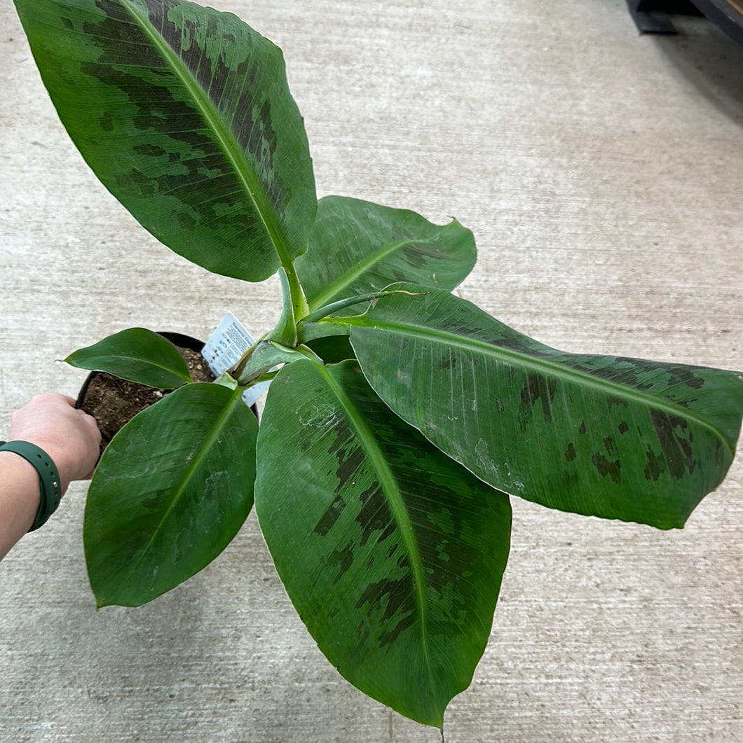 Banana 'Cavendish Dwarf' 6