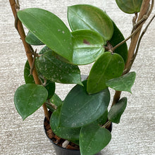 Load image into Gallery viewer, Hoya parasitica heart shaped 4.5&quot;