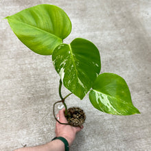 Load image into Gallery viewer, Monstera Albo Cup F