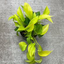 Load image into Gallery viewer, Epipremnum aureum &#39;Neon&#39; 6&quot;