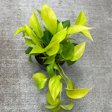 Epipremnum aureum 'Neon' 6