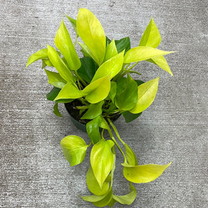 Epipremnum aureum 'Neon' 6"