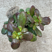 Load image into Gallery viewer, Crassula ovata 4&quot;