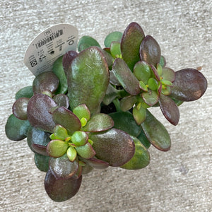 Crassula ovata 4"