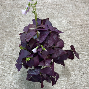 Oxalis Triangularis 4" - Purple Shamrock