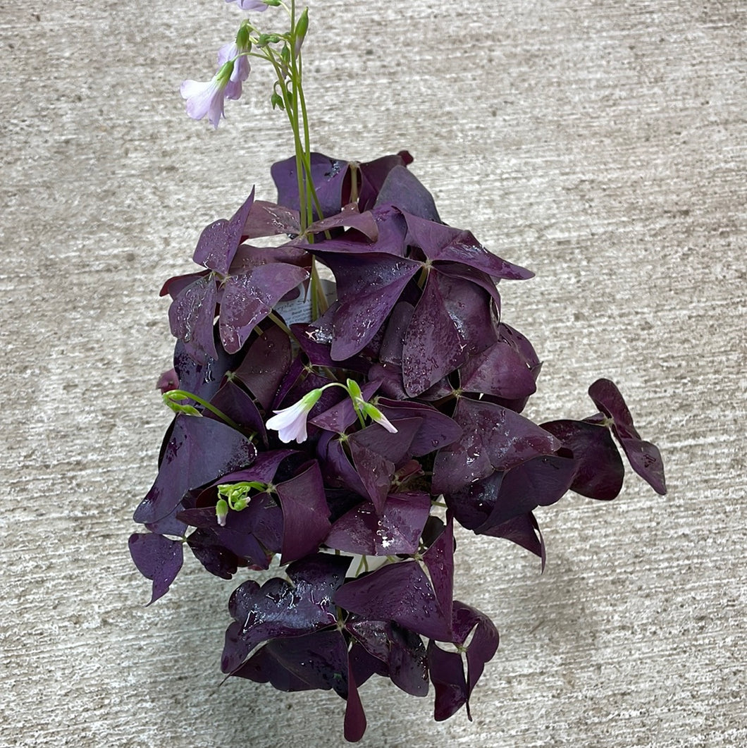 Oxalis Triangularis 4