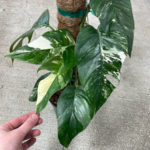 Load image into Gallery viewer, Epipremnum pinnatum variegata 6&quot;