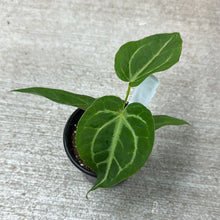 Load image into Gallery viewer, Anthurium Magnificum 4&quot;