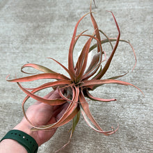 Load image into Gallery viewer, Capitata Peach 5-7&quot;