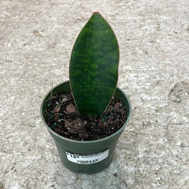 Sansevieria Whale Fin 4