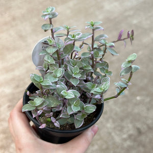 Callisia repens 'Pink Panther' 4" - Turtle Vine