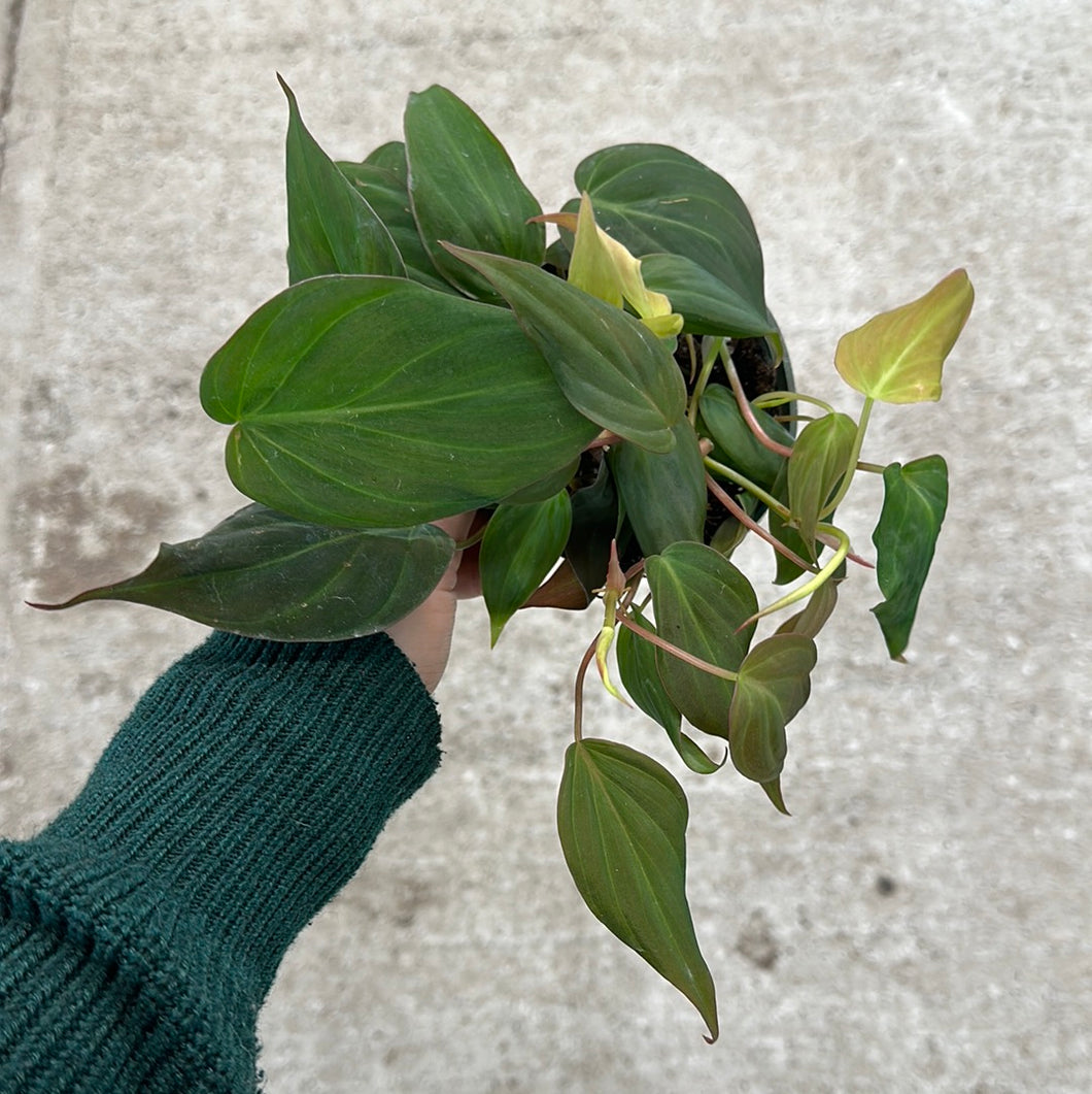 Philodendron Micans 4