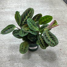 Load image into Gallery viewer, Maranta Red 4&quot; - Red Prayer Plant