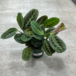 Maranta Red 4" - Red Prayer Plant