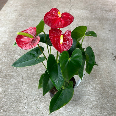 Assorted Anthurium 6