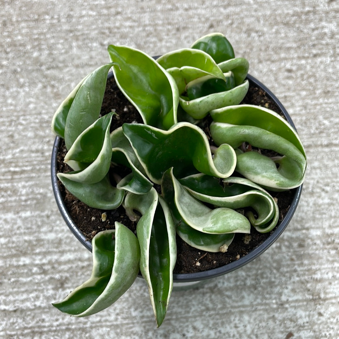 compacta variegata Hoya compacta variegata 4