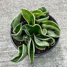 Load image into Gallery viewer, Hoya compacta variegata 4&quot; - Variegated Rope Hoya