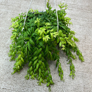 Aeschynanthus Japhrolepis 8" HB- Japhrolepis Lipstick Plant