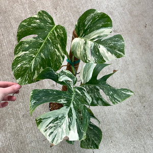 Monstera Albo 6" - Plant E