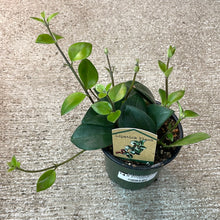 Load image into Gallery viewer, Aeschynanthus &#39;Mona Lisa&#39; 4&quot; - Lipstick Plant
