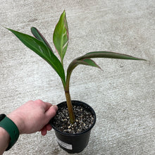 Load image into Gallery viewer, Musa aeae 4&quot; - Variegated Banana Plant